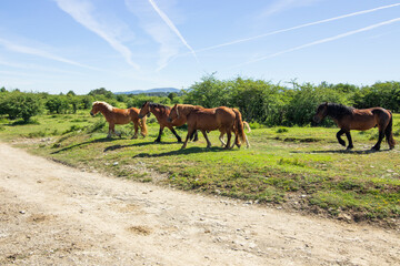 Paseo por la Naturaleza de acceso al Nervion