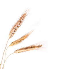 Wheat isolated on a white background.
