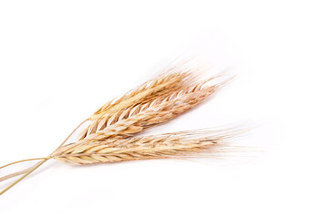 Wheat isolated on a white background.