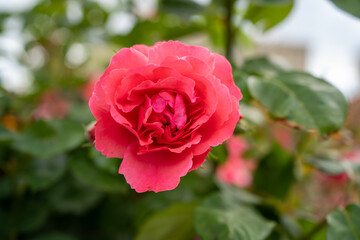 red rose not fully blossomed