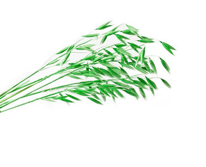 Green oat ears isolated on a white background.