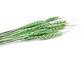 Green wheat isolated on a white background.