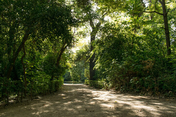 Fototapeta na wymiar path in the park