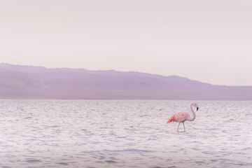 Obraz na płótnie Canvas Lonely flamingos
