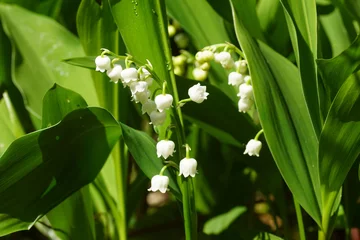 Fotobehang Lily of the valley (Convallaria majalis) with sweetly scented, pendent, bell-shaped white flowers in a Dutch garden. Amaryllis family Amaryllidaceae. Spring, Bergen, Netherlands, April 27, 2020.  © Thijs de Graaf