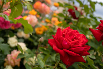 red roses on a green bush and different flowers on a background