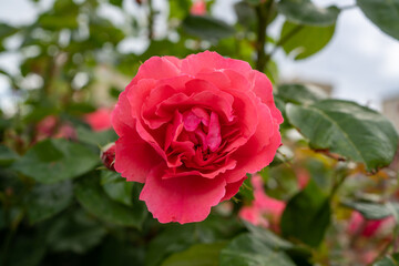 red rose pink not fully blossomed