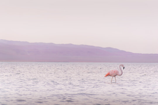 Lonely flamingos