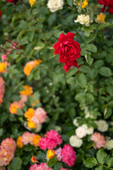 red rose flower. against the background of rose bushes. macro photo on blurry background