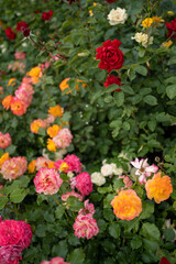 red and yellow flowers