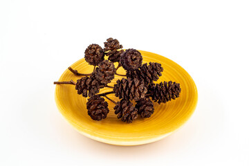 Alder cones in a plate close-up on a white background