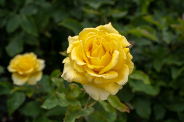 yellow rose on green background