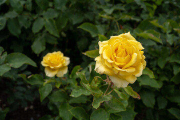 yellow rose on green background