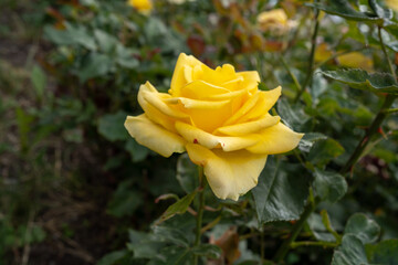 yellow rose on a green background