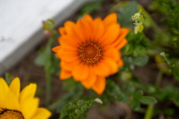 yellow flower Macro photo