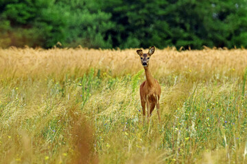 Dzika natura-sarna © Edward