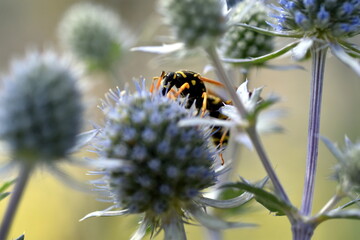 Bienenwespe auf einer Mannstreu-Blüte