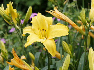 (Hemerocallis) Gros plan sur une fleur aux pétales et longues étamines jaune citron d'hémérocalle entre des boutons floraux au sommet de hampes ramifiées