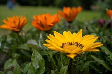 Macro photo of a flower round yellow-orange on a blurry background