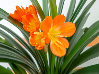 Clivia: orange blooming flower closeup