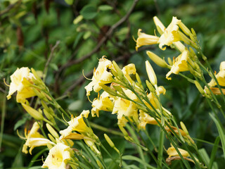 (Hemerocallis) Floraison estivale d'hémérocalles ou lis d'un jour jaune citron dans un feuillage...