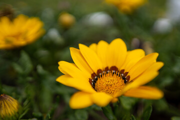 Macro photo flower round yellow-orange