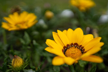 Macro photo flower round yellow-orange