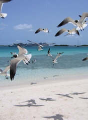 Fototapeta premium Gaviotas volando sobre playa de arena blanca caribeña. Los Roques.Venezuela.