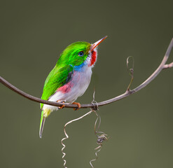Cuban Tody Portrait on Green Background
