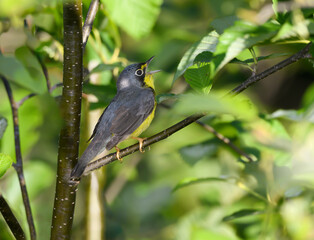 Canada Warbler Perched on Tree Branch in Spring