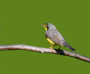 Canada Warbler Perched on Tree Branch on Green Background