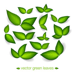 green leaves vector