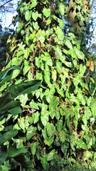 green leaves on a tree