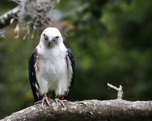 Hawk