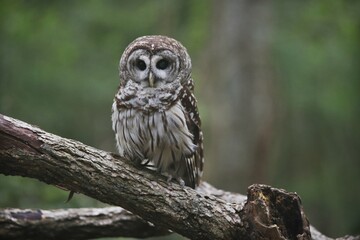 Barred Owl