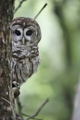 Barred Owl