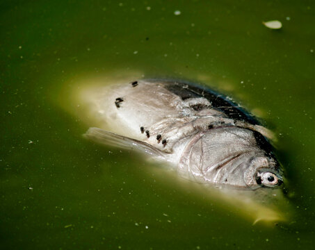 Poisson mort dans les Dombes, France