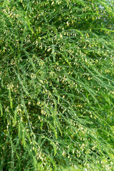 blossom of Asparagus tenuifolius plants. Asparagus bush in garden.