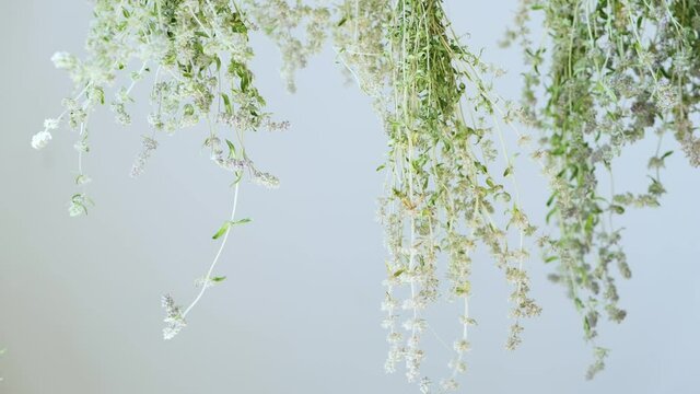 bunches of fresh thyme tied with a rope and hanging twist and dry on a white background. herbal tea blank