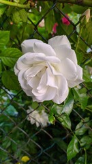Obraz na płótnie Canvas white rose blooming in the garden