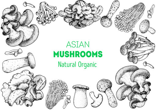 Asian mushrooms sketch set. Edible mushrooms hand drawn . Vector illustrations collection. Hand drawn food. Vintage mushrooms . Organic food. Forest mushrooms. Healthy food illustration.