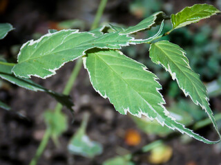 rosaceae aruncus macro close up