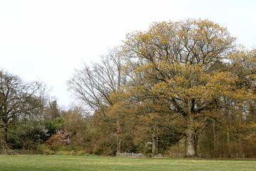 nature in Bokrijk, Belgium