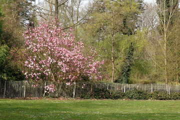 blossom in Bokrijk, Belgium