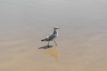 seagull on the beach