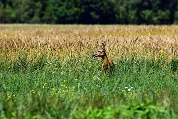 Dzika natura-sarna © Edward