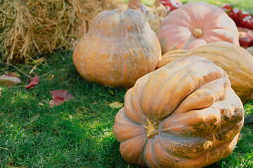 Pile of pumpkins background. Autumn harvest concept