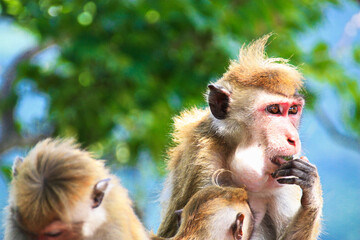 Affenfamilie am Sigiriya-Felsen