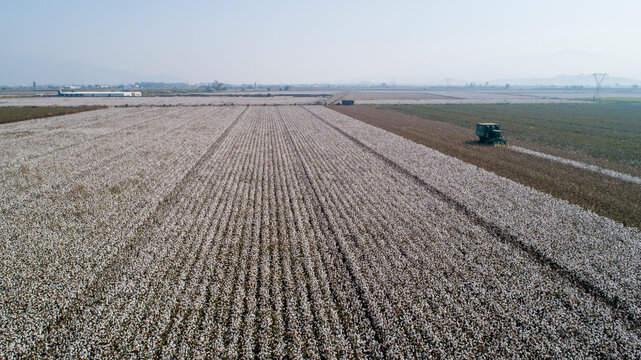 Aerial image of a vast Cotton field showing