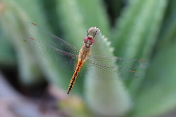 dragonfly on a leaf